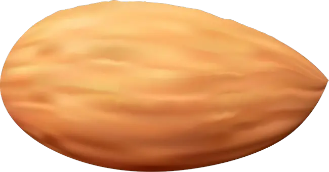 Almond PNG image