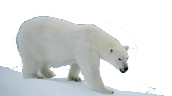 Polar white bear PNG