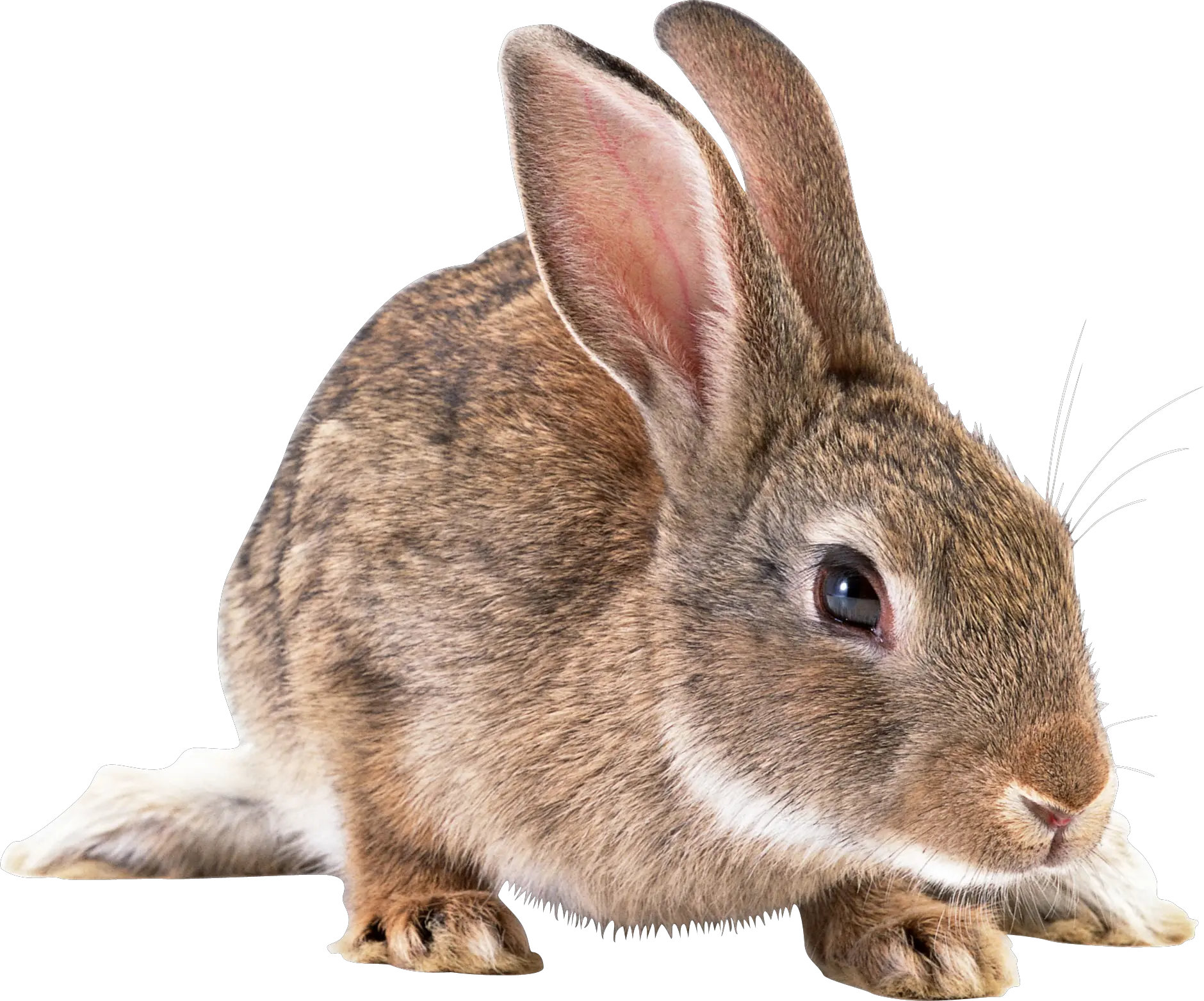 Gray rabbit PNG image