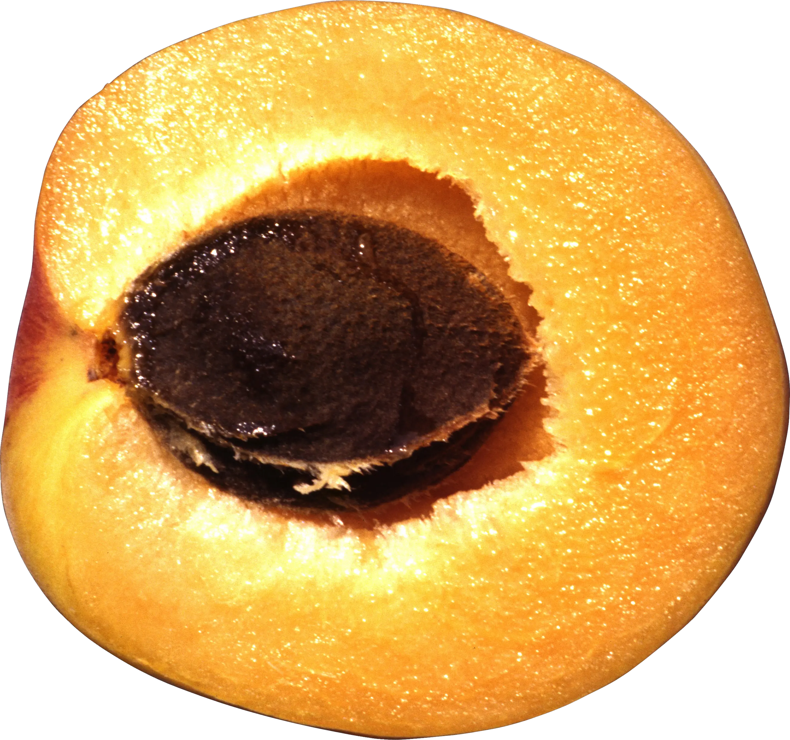 cut half Apricot PNG