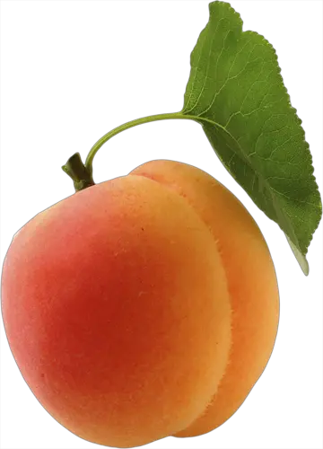 Apricot PNG transparent image