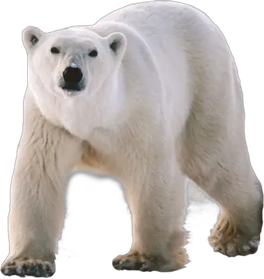 Polar white bear PNG