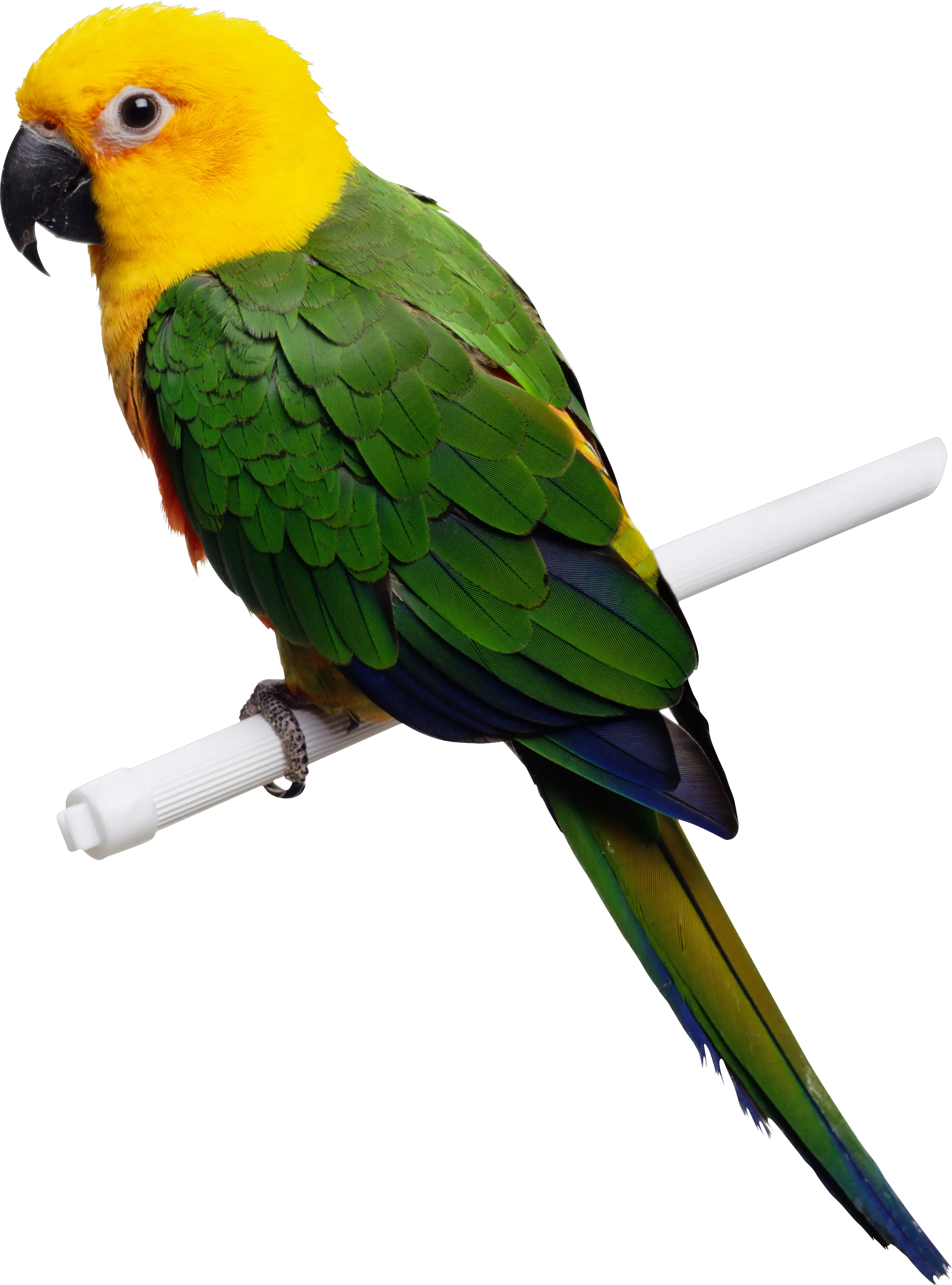 Green-yellow parrot PNG images free download