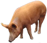 pig PNG image