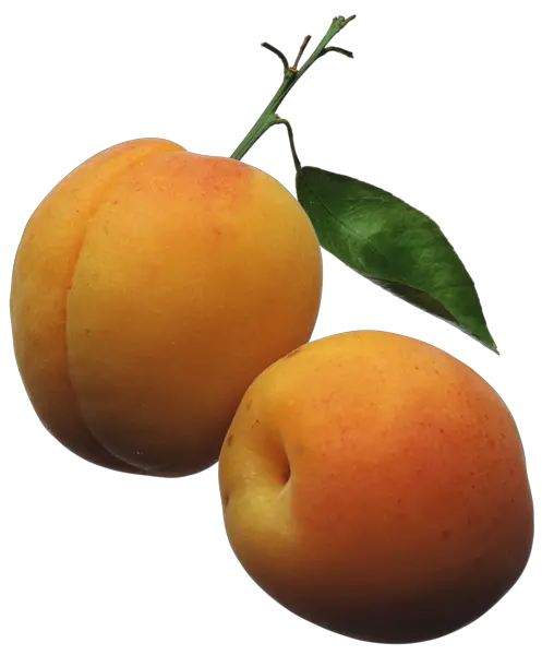 Apricots PNG