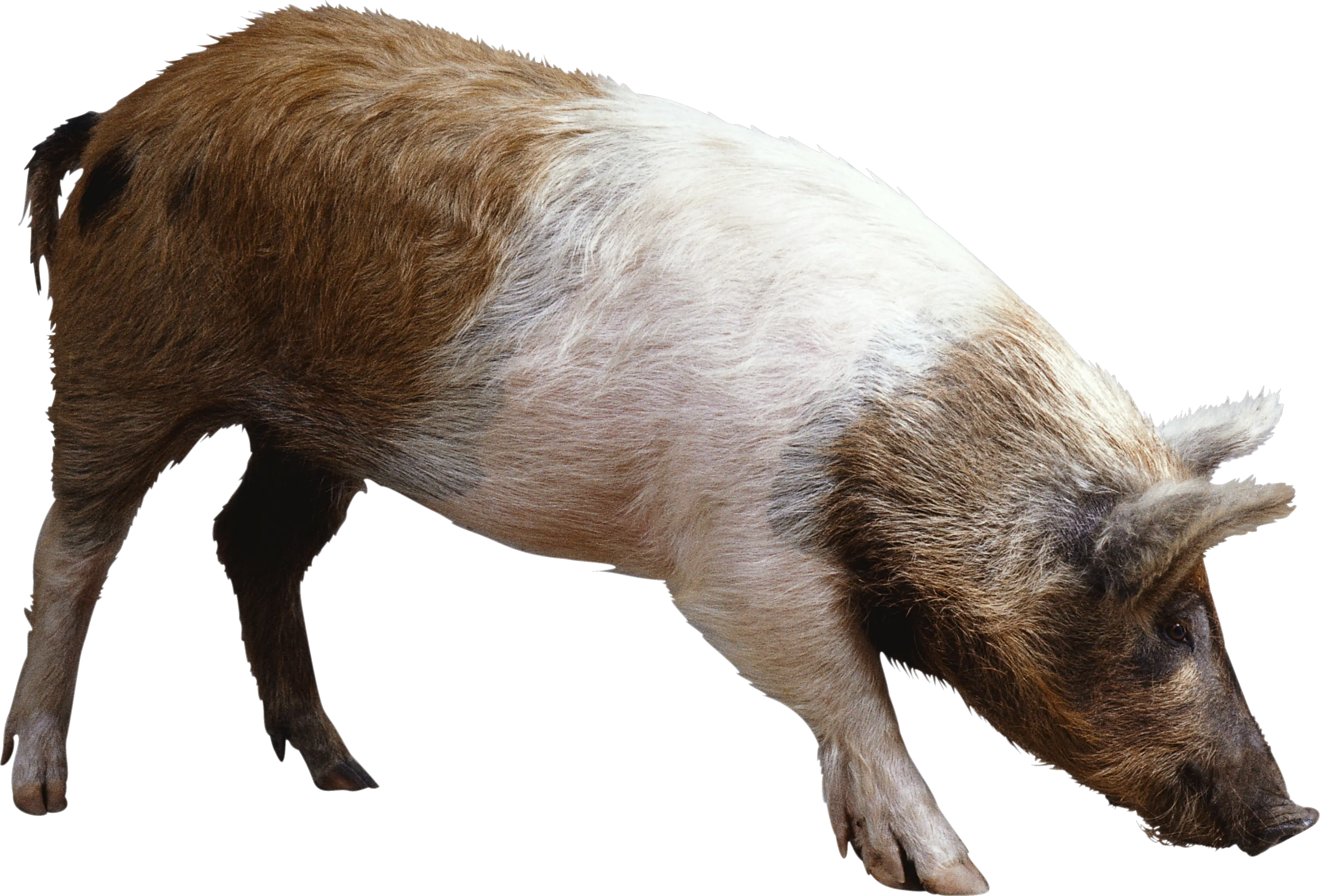 pig PNG image