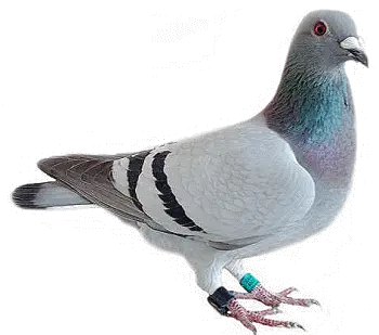 pigeon PNG image