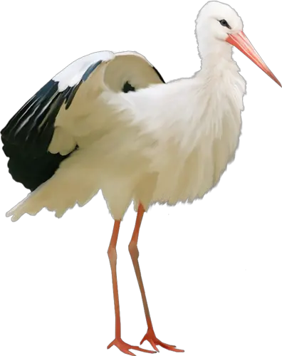 Pelican PNG