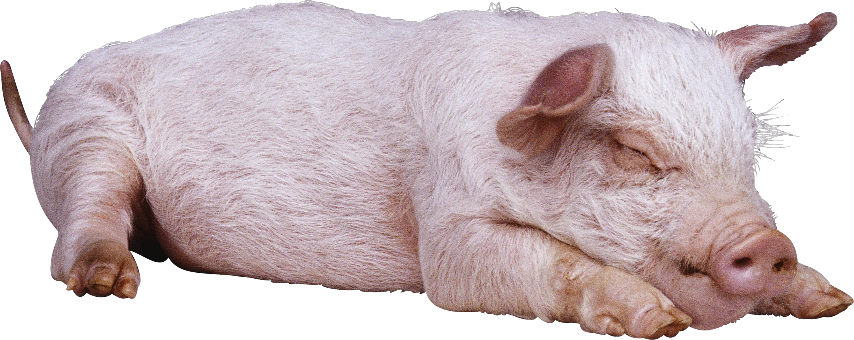 sleeping pig PNG image