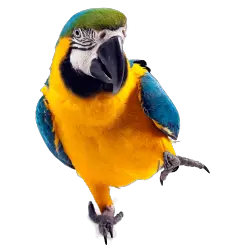 Parrot PNG images free download