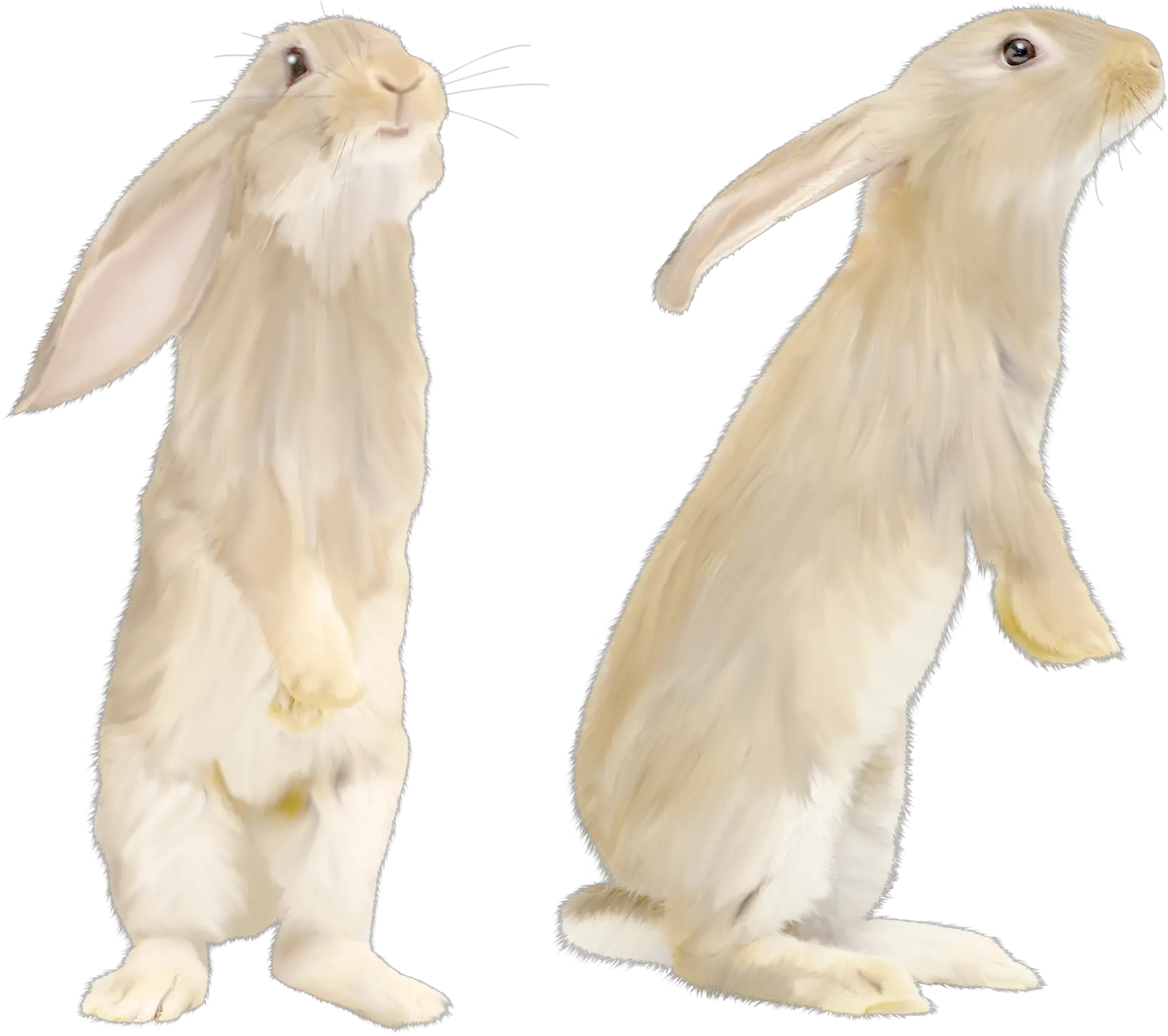 White rabbit PNG image
