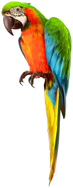 Parrot PNG image