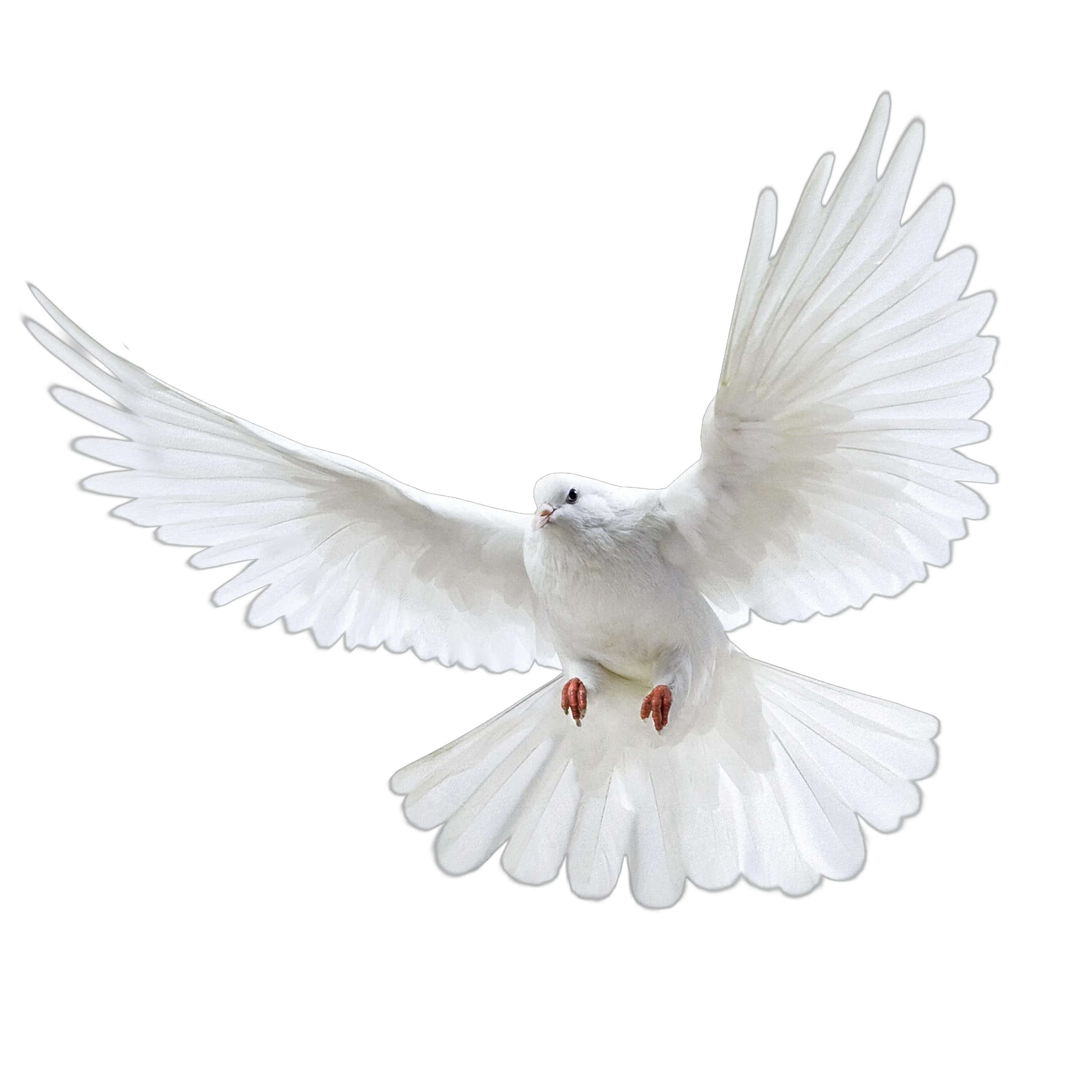 White flying pigeon PNG image
