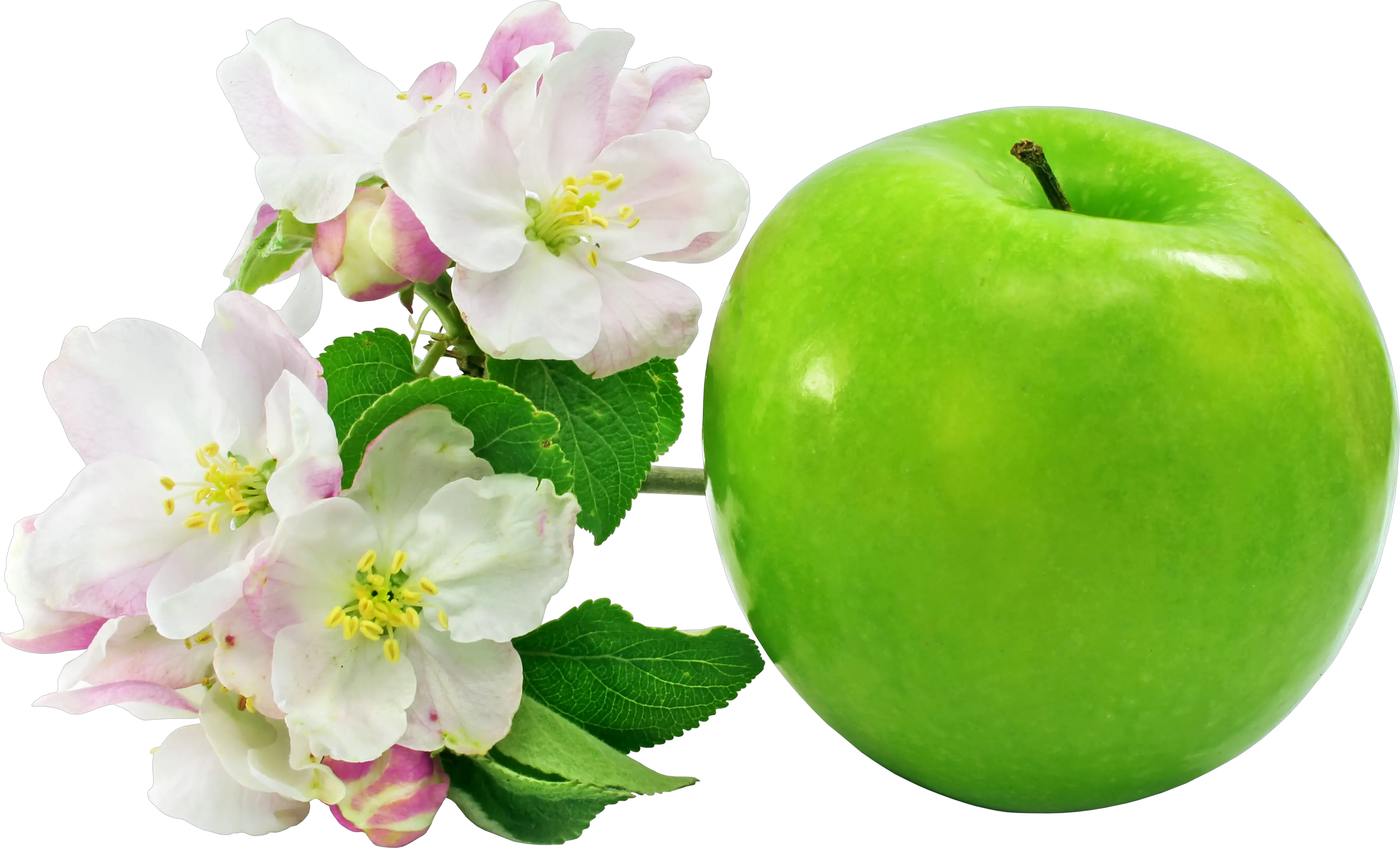 apple with flowers PNG