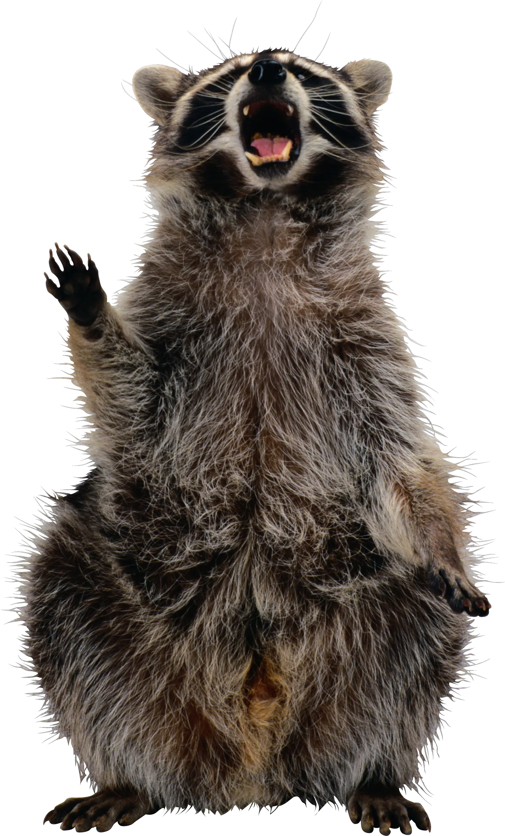 Raccoon PNG