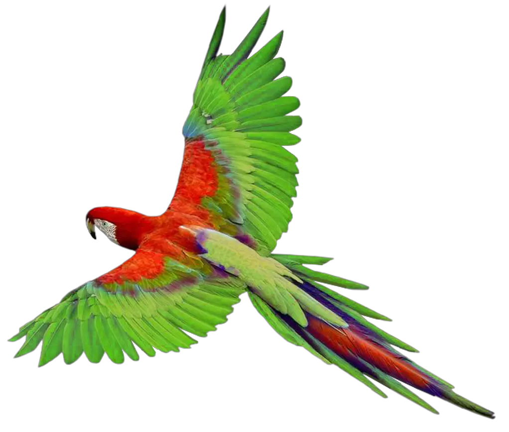 Flying green parrot PNG images free download