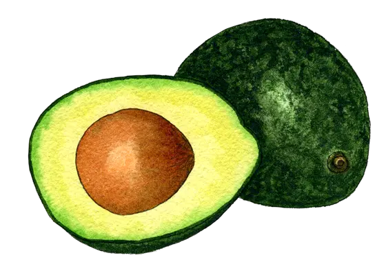 round cutted avocado PNG