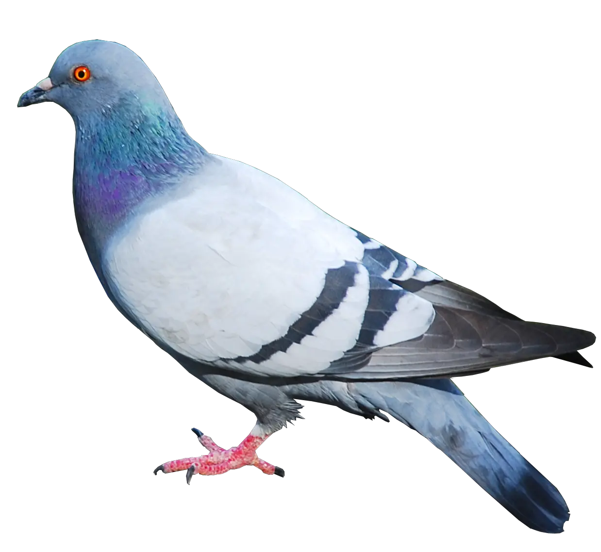pigeon PNG image