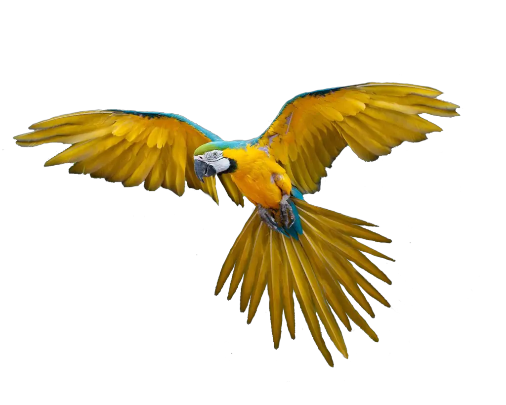 Flying parrot PNG images free download