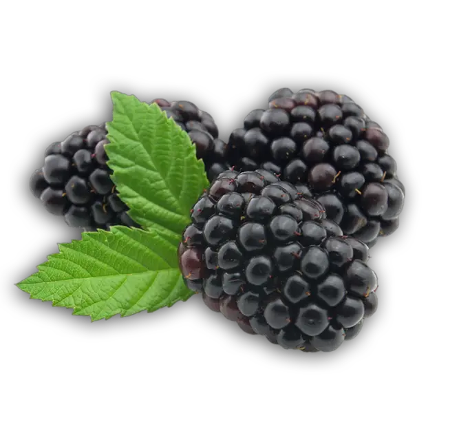 Blackberry PNG