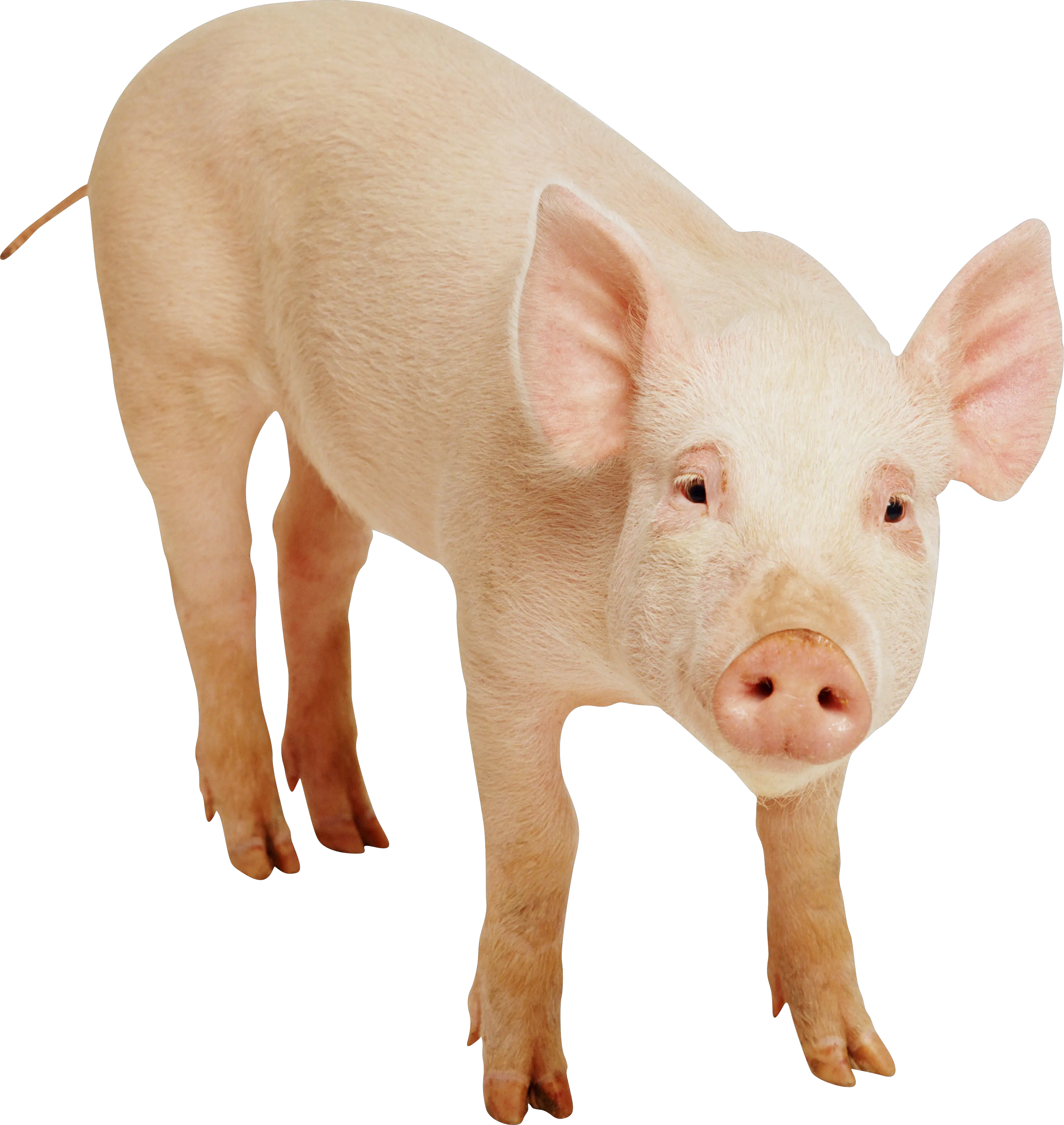 pig PNG image