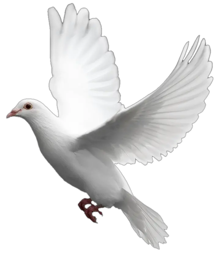 White flying pigeon PNG image