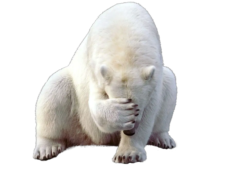 Polar white bear PNG