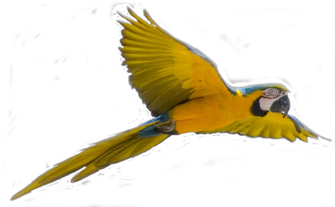 Yellow flying parrot PNG images free download