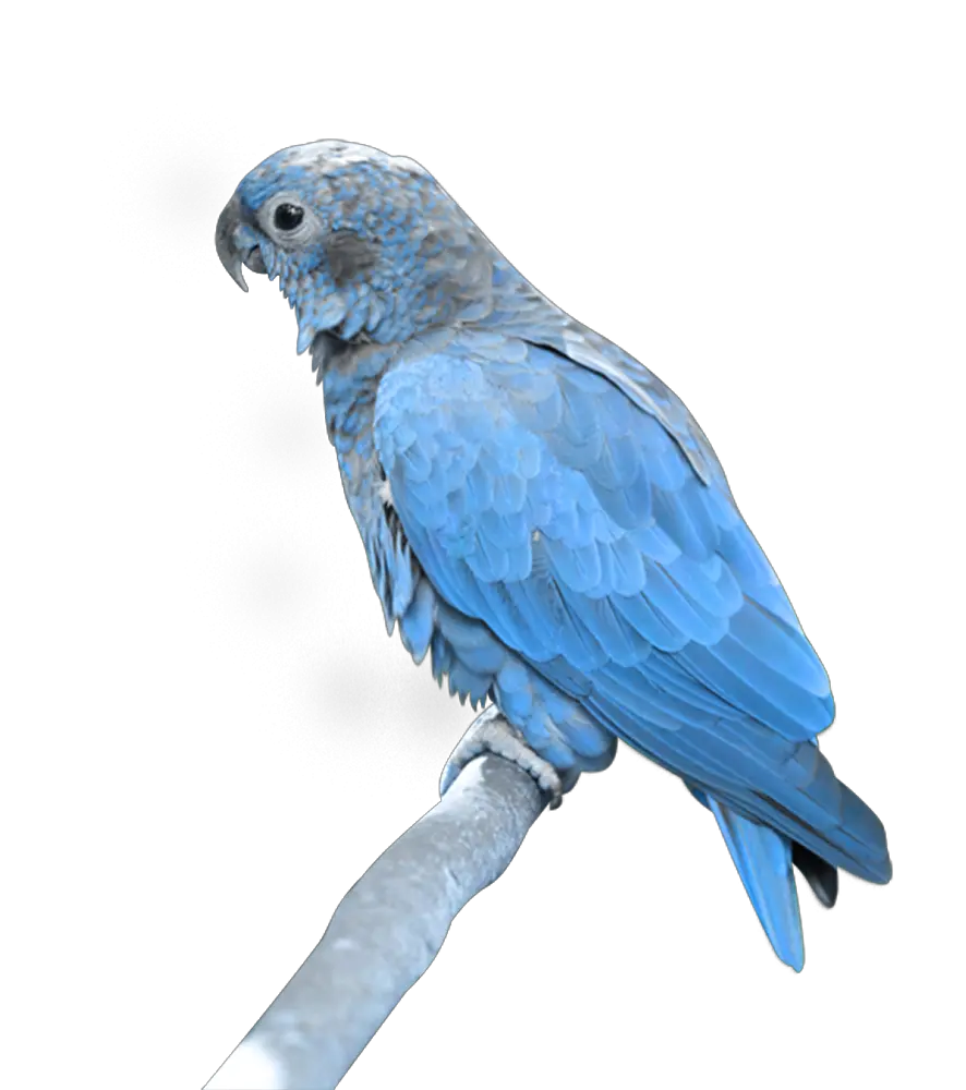 Blue parrot PNG image free download