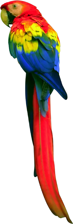 Parrot PNG images free download