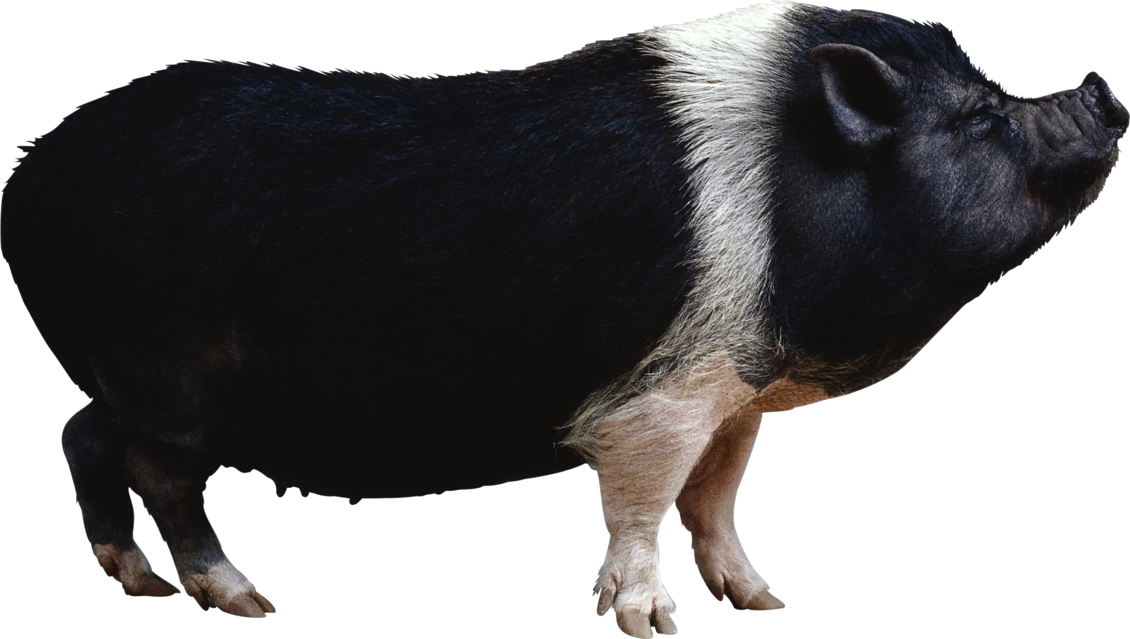 black pig PNG image