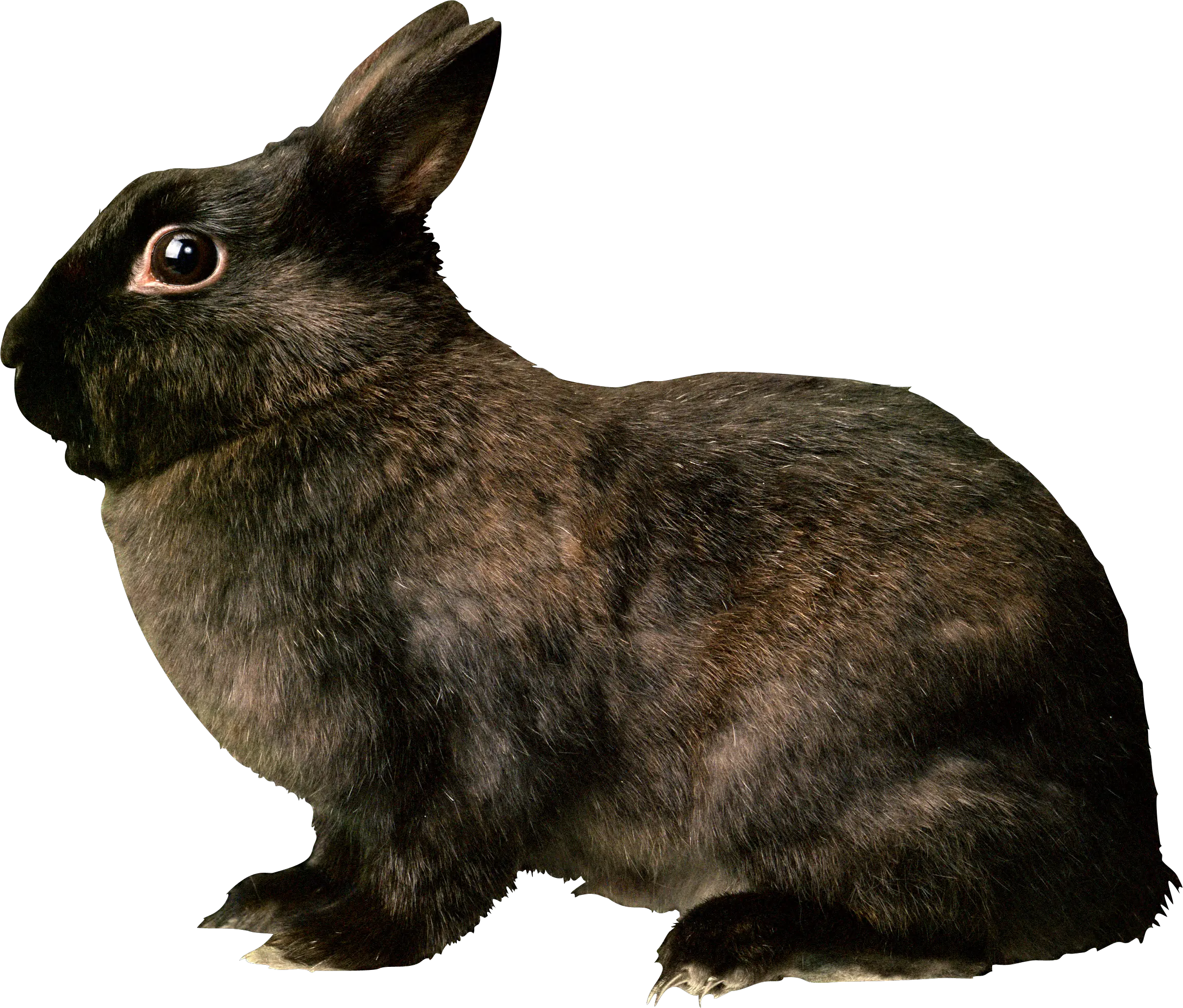 Black rabbit PNG image