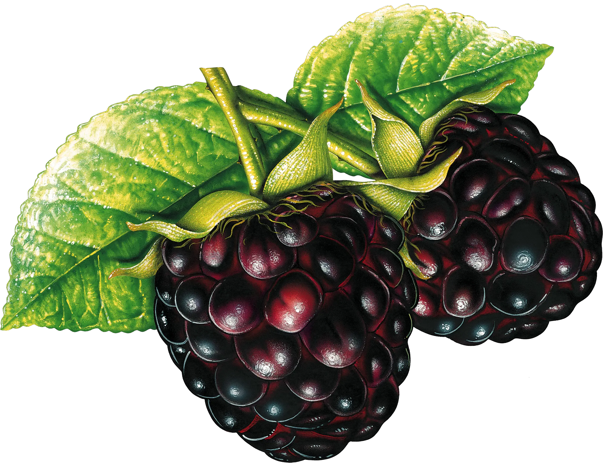 Blackberry PNG