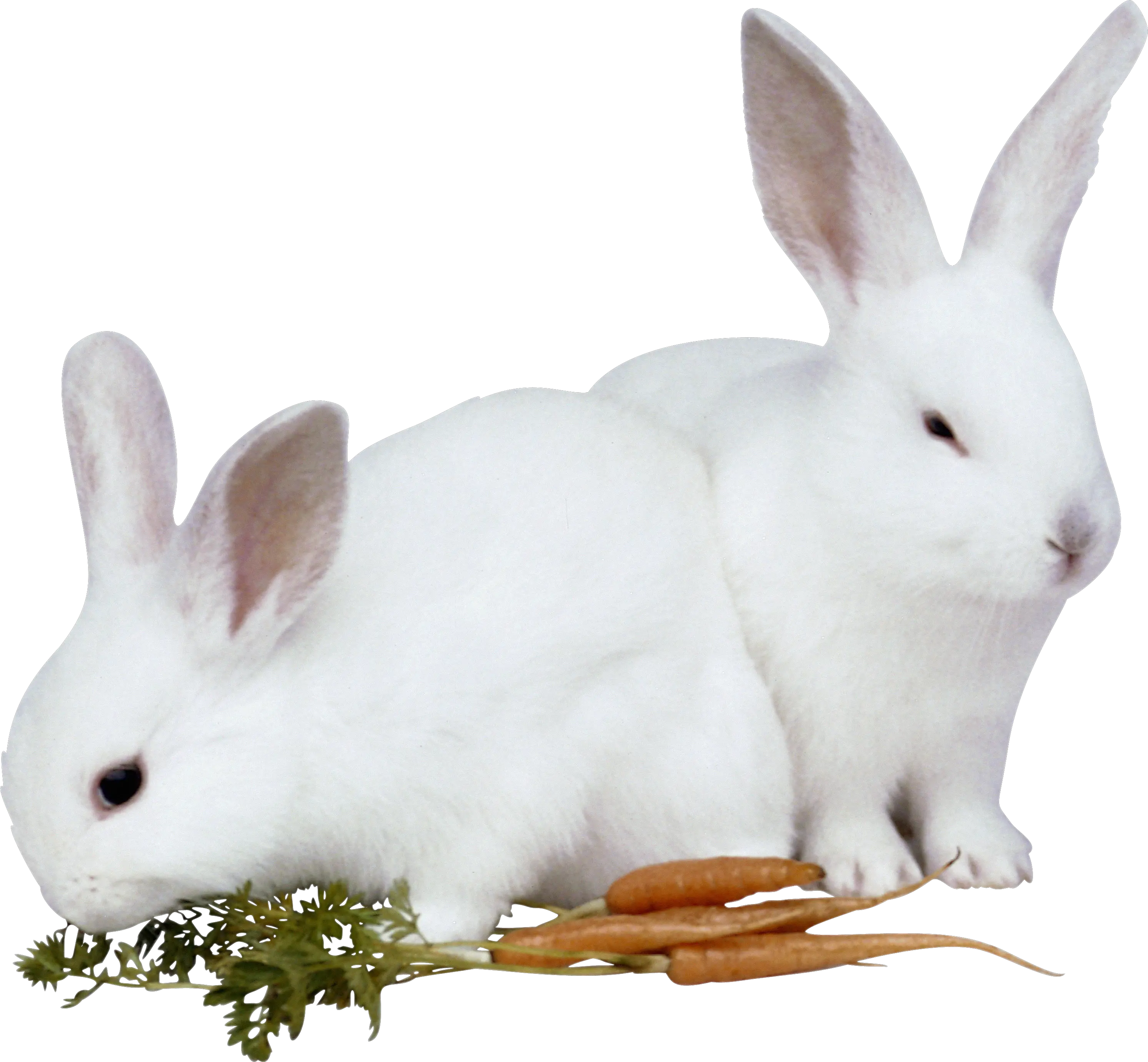 rabbit PNG