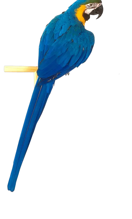 Blue parrot PNG image free download