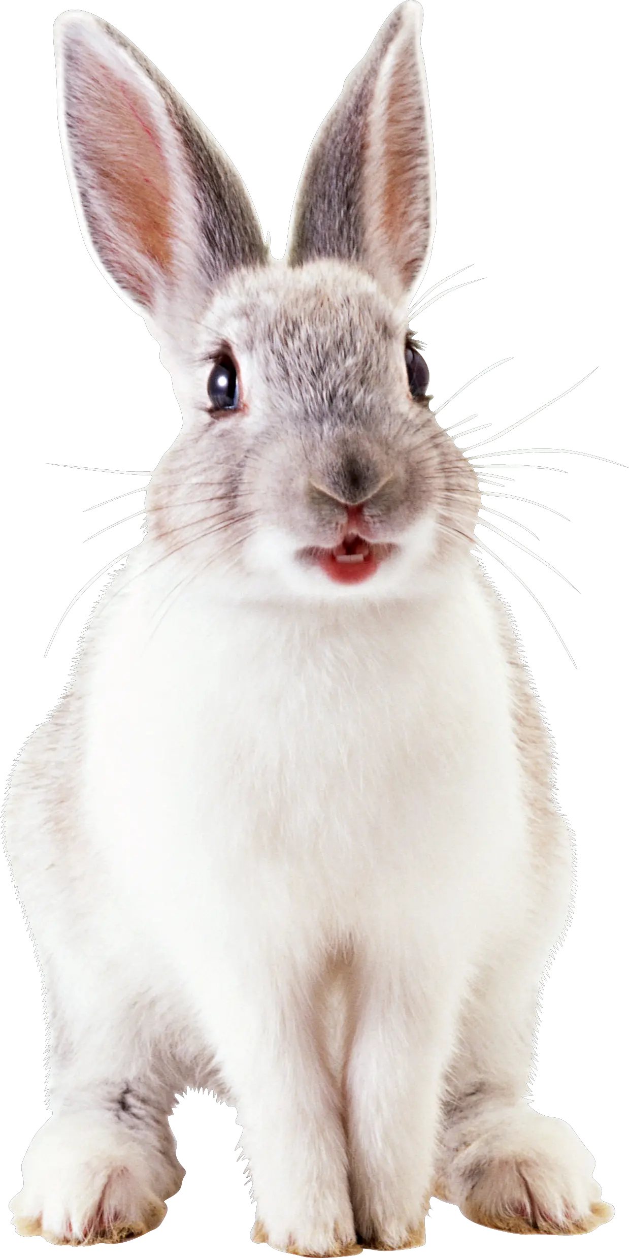White rabbit PNG image