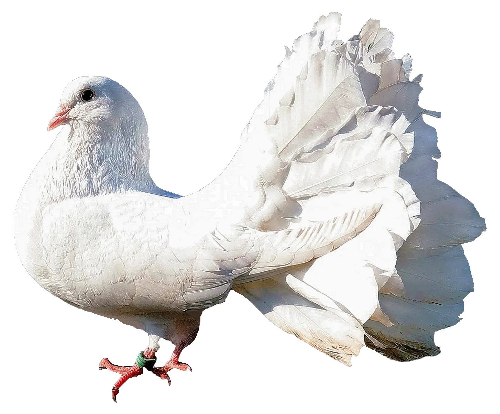 Pigeon PNG