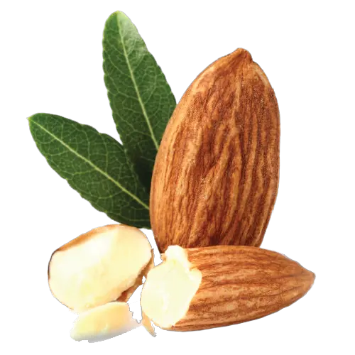 Almond PNG