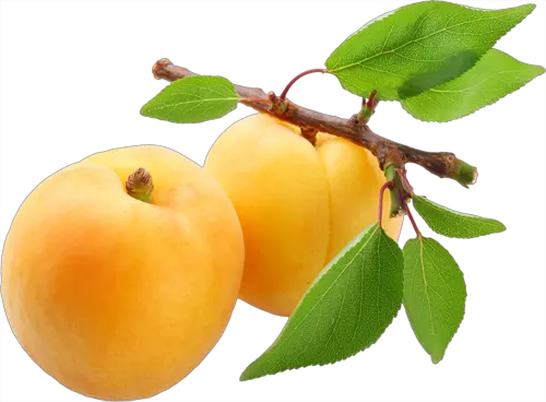 Apricots with leaves PNG