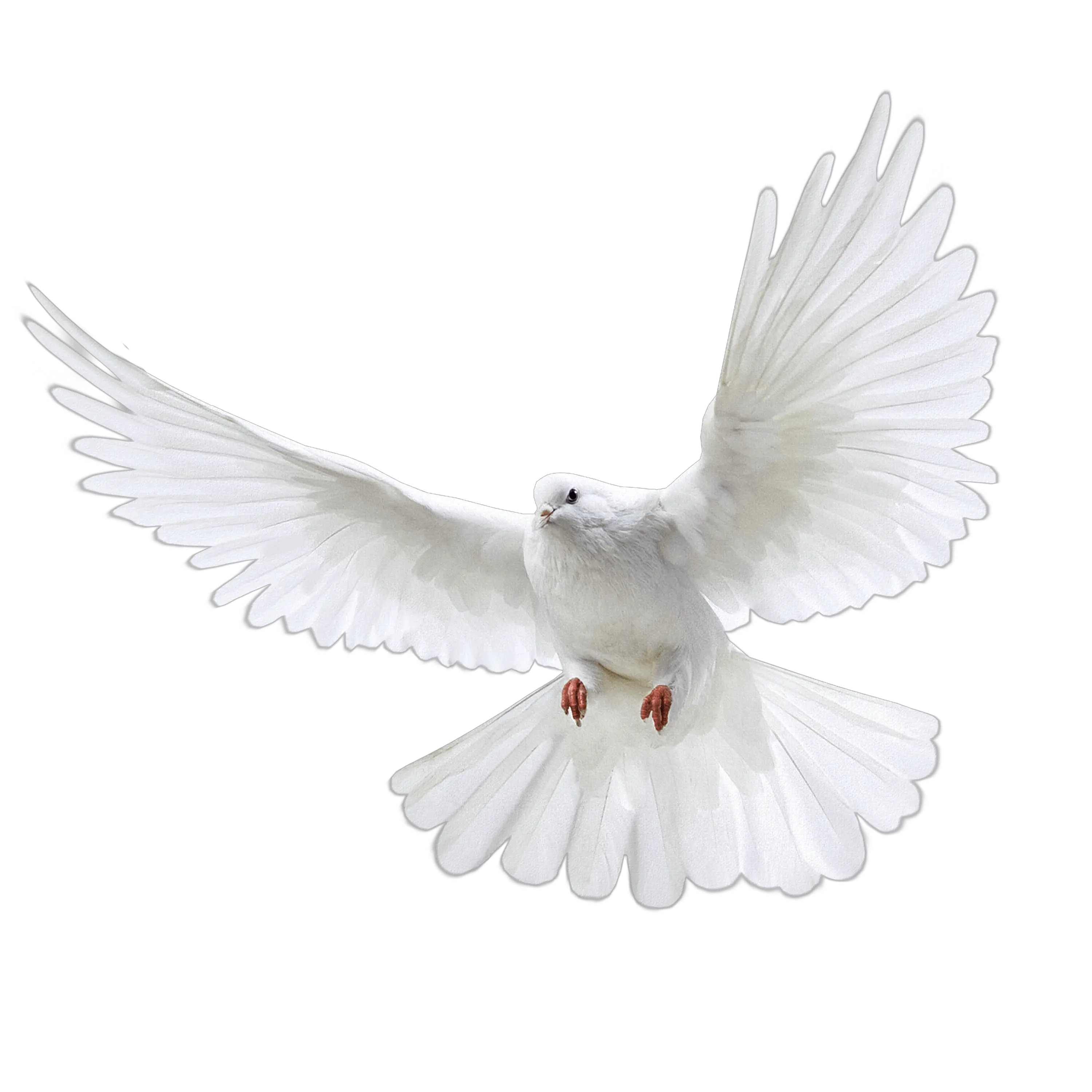 Pigeon PNG