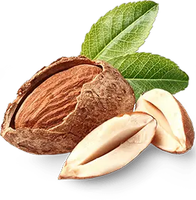 Almond with green leaves PNG