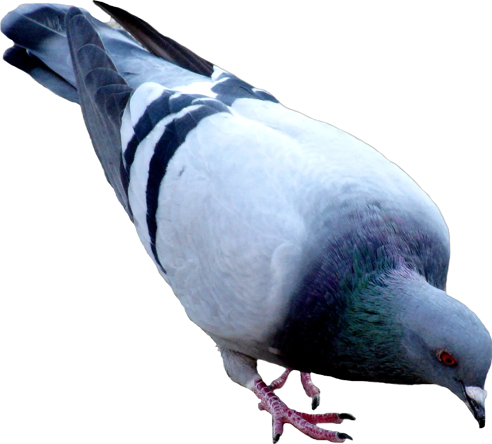 pigeon PNG image