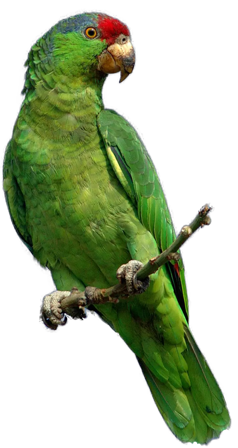 Green parrot PNG images free download