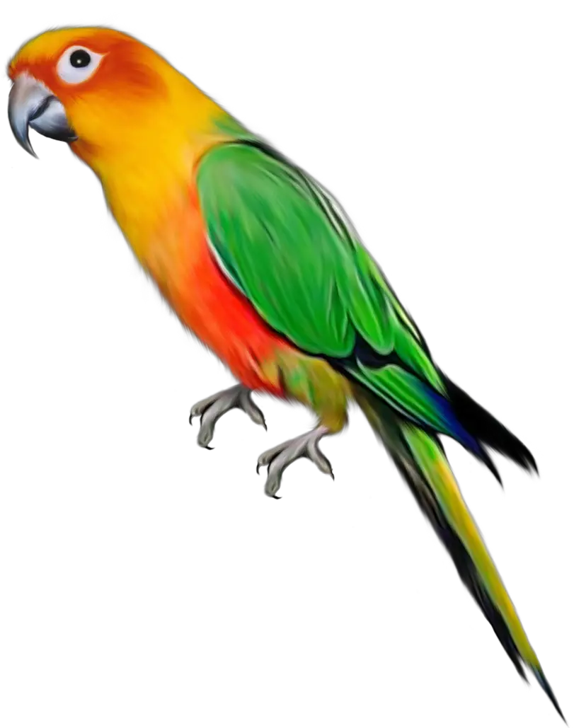 Parrot PNG images free download