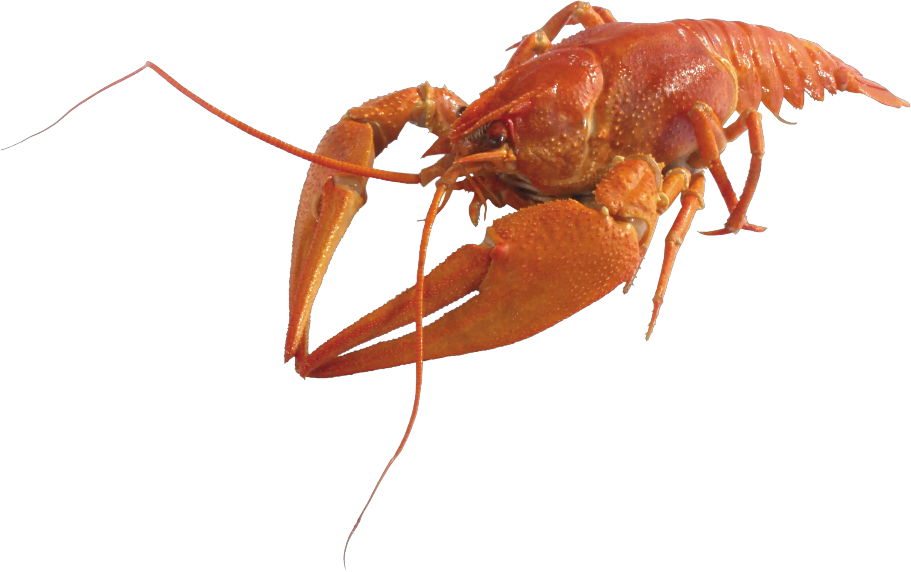Lobster PNG