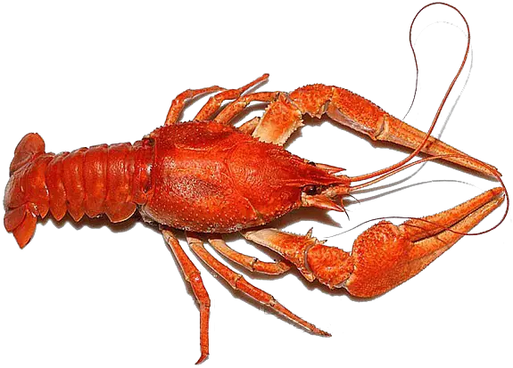Lobster PNG