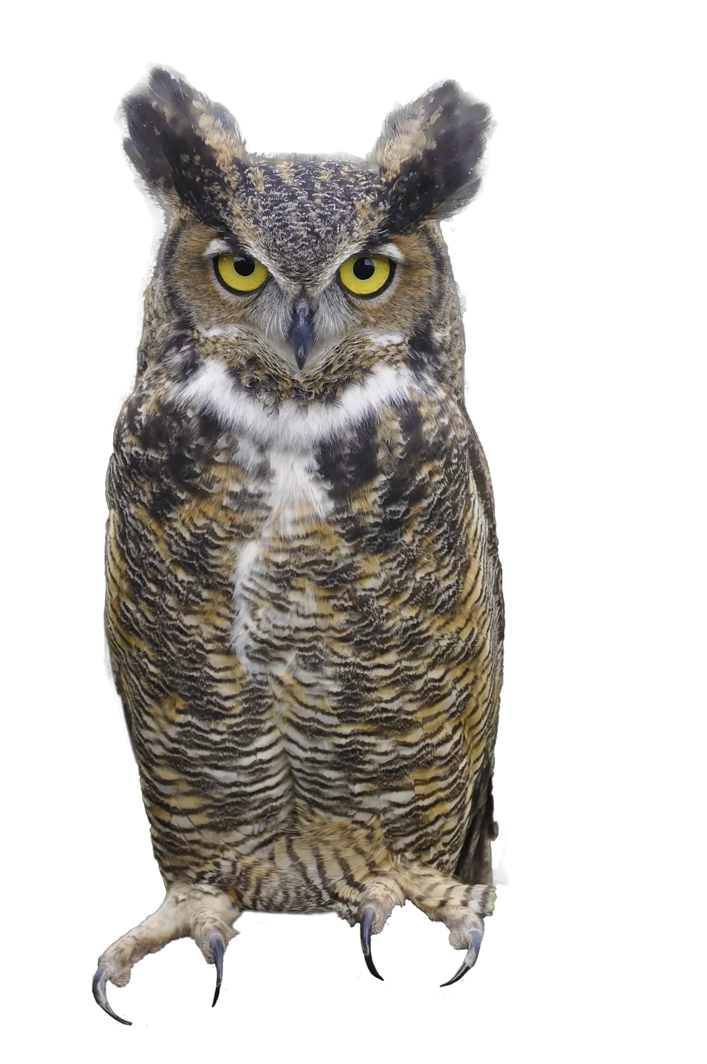 Owl PNG