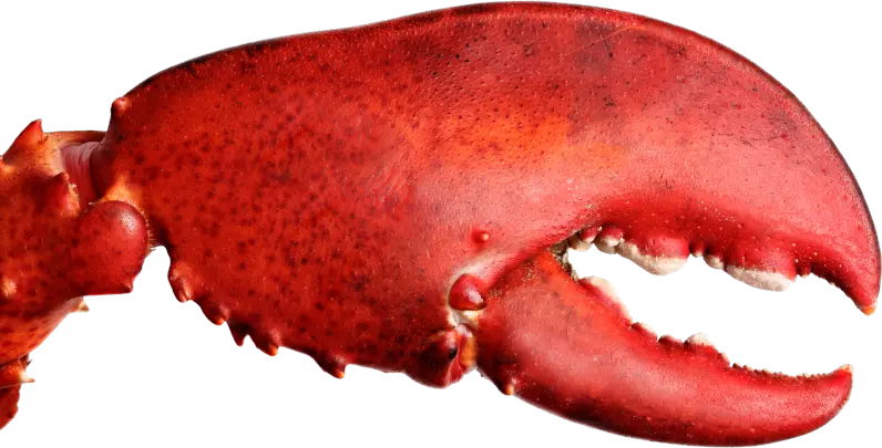 Lobster claw PNG