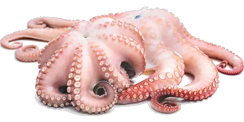 Octopus PNG