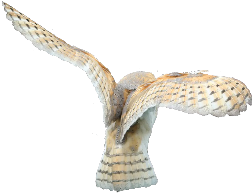 Owl PNG